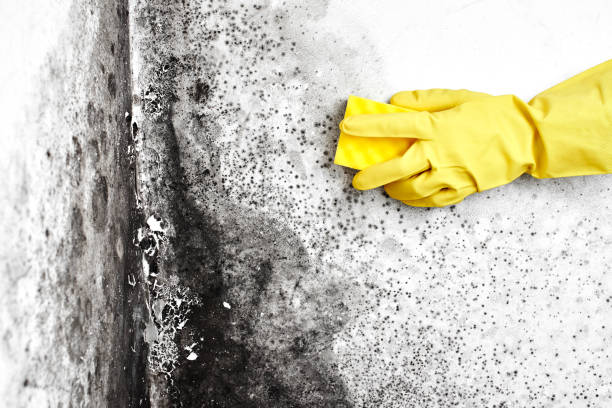 Best Home Mold Removal  in Oak Grove, TN