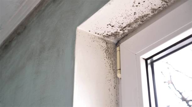 Best Same-Day Mold Removal  in Oak Grove, TN