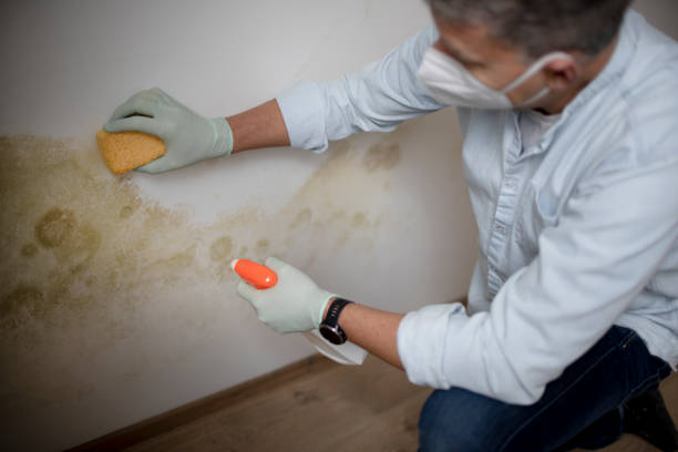 Mold Testing and Removal in Oak Grove, TN