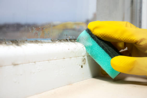 Home Mold Removal in Oak Grove, TN