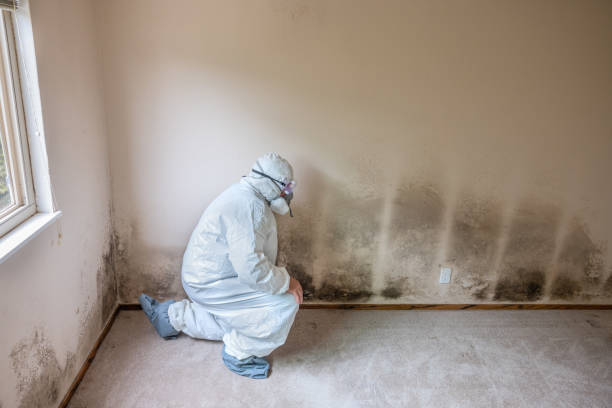 Best Toxic Mold Removal  in Oak Grove, TN