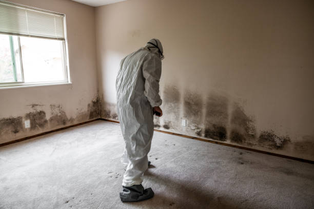 Mold Removal Process in Oak Grove, TN