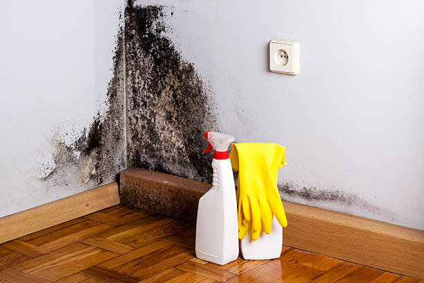 Best Attic Mold Removal  in Oak Grove, TN